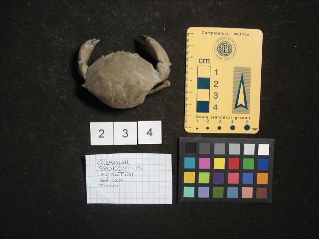 fossile (crostaceo, esemplare)