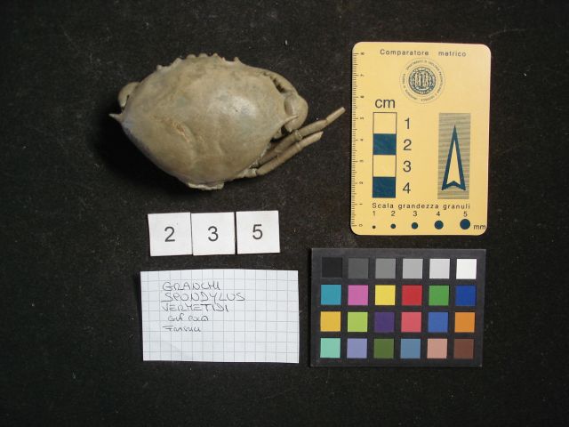 fossile (crostaceo, esemplare)