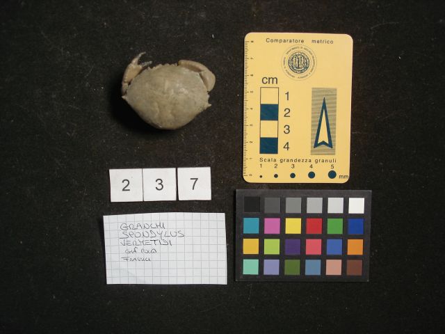 fossile (crostaceo, esemplare)