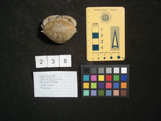 fossile (crostaceo, esemplare)