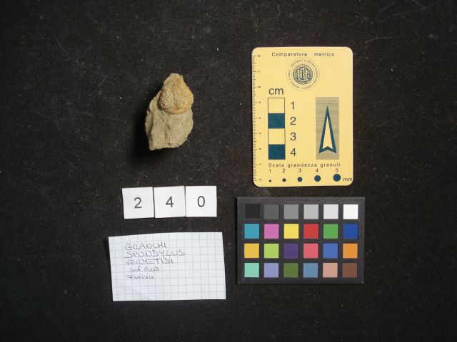 fossile (crostaceo, esemplare)