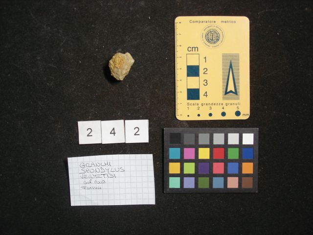 fossile (crostaceo, esemplare)