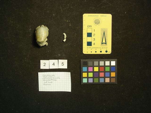 fossile (crostaceo, esemplare)