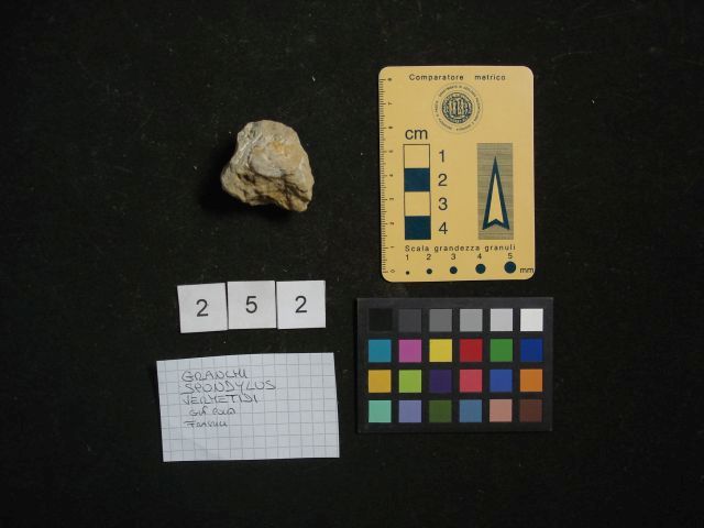 fossile (crostaceo, esemplare)