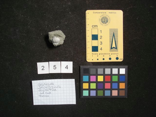 fossile (crostaceo, esemplare)