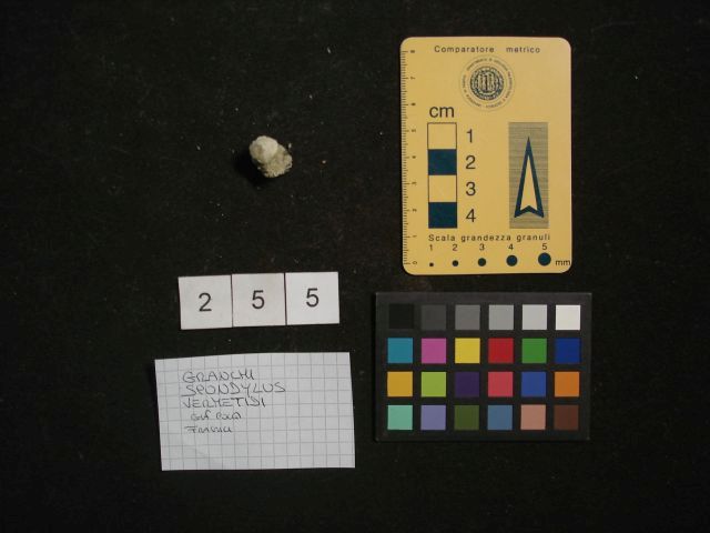 fossile (crostaceo, esemplare)