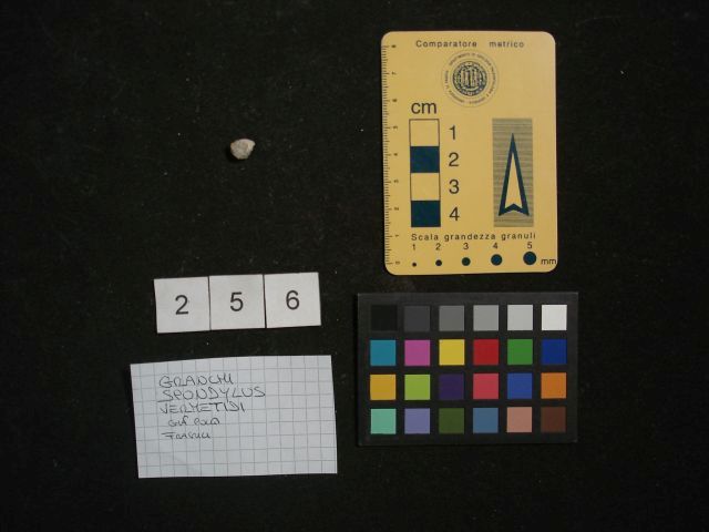 fossile (crostaceo, esemplare)