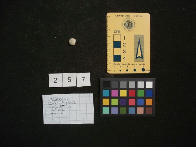 fossile (crostaceo, esemplare)