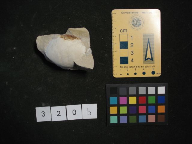 fossile (crostaceo, esemplare)