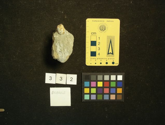 fossile (crostaceo, esemplare)