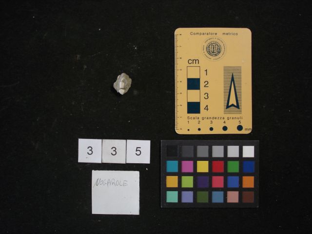 fossile (crostaceo, esemplare)