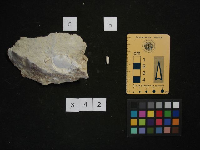 fossile (crostaceo, esemplare)