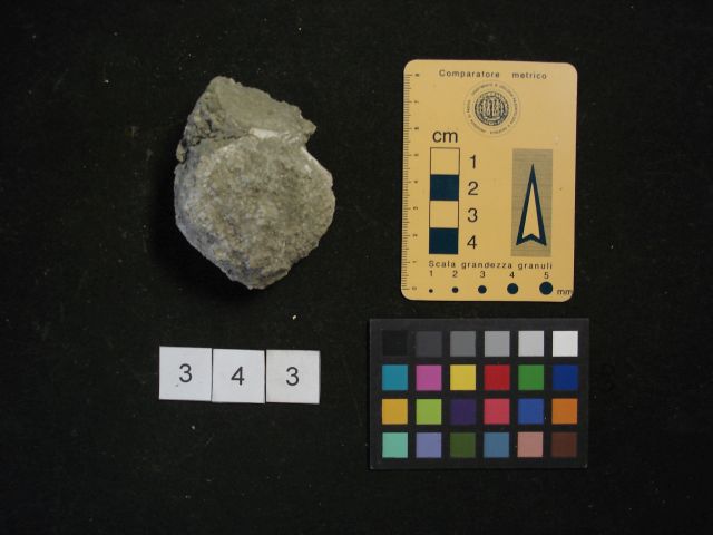 fossile (crostaceo, esemplare)