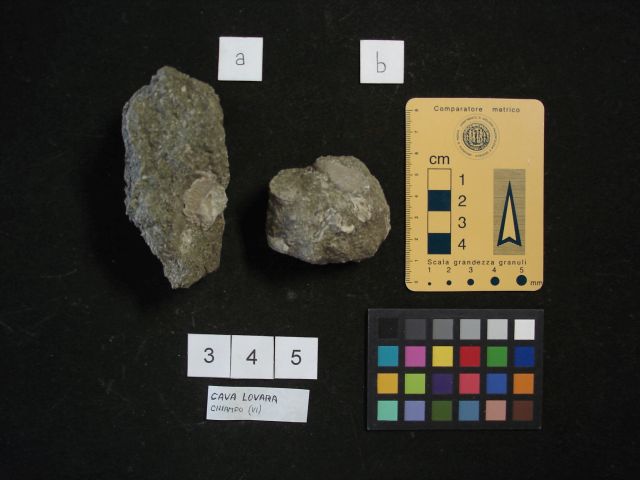 fossile (crostaceo, esemplare)