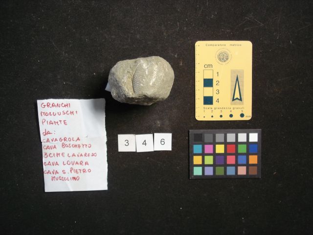 fossile (crostaceo, esemplare)