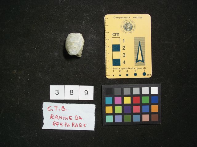 fossile (crostaceo, esemplare)