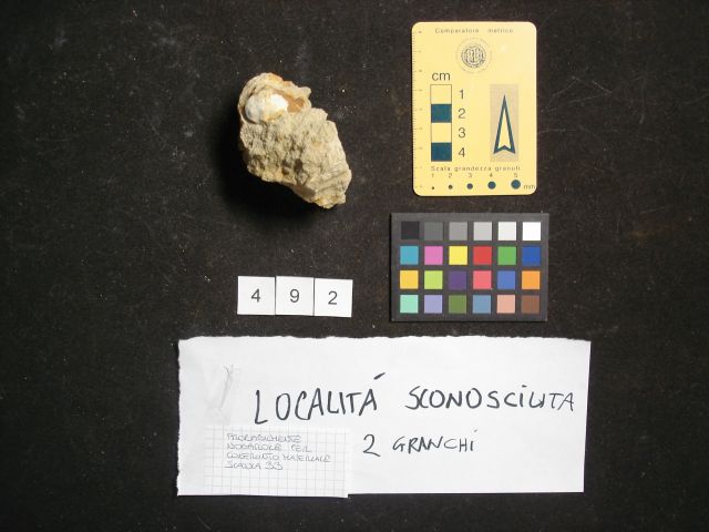 fossile (crostaceo, esemplare)