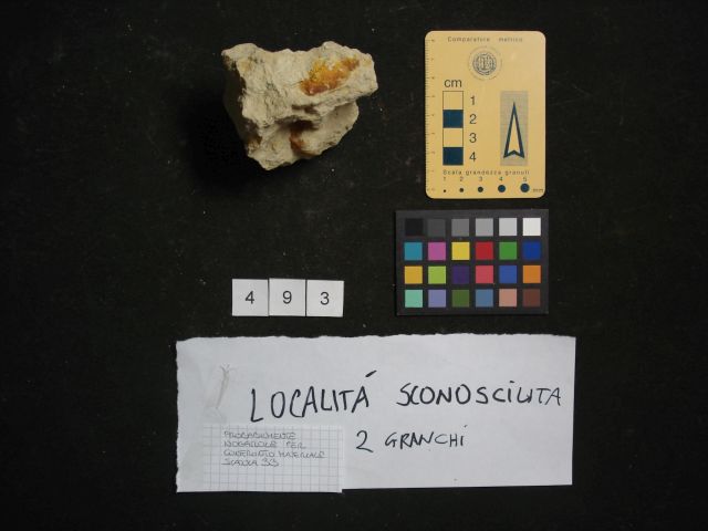 fossile (crostaceo, esemplare)