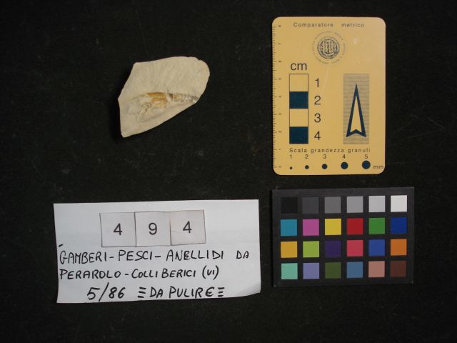 fossile (crostaceo, esemplare)