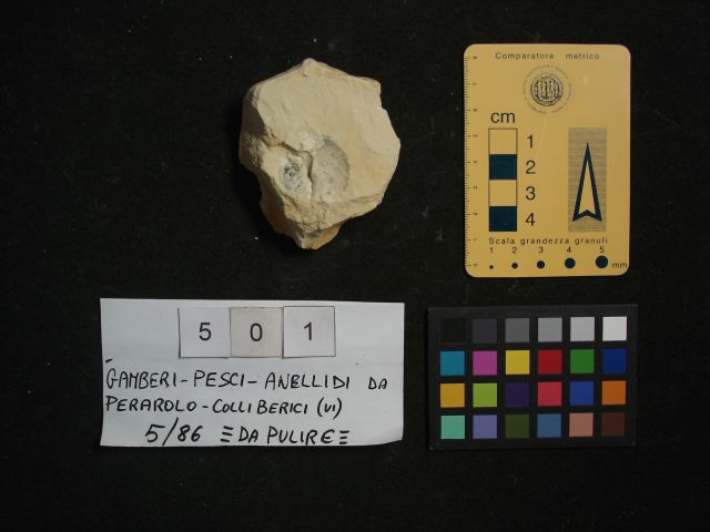fossile (isopode?, esemplare)