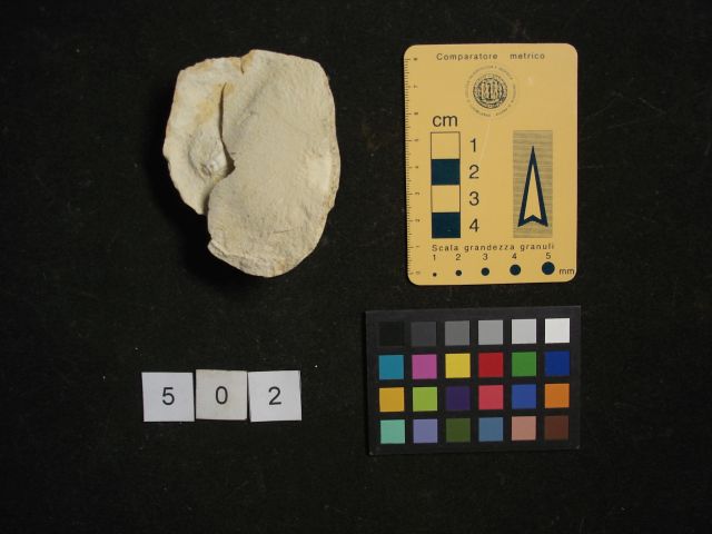 fossile (crostaceo, esemplare)