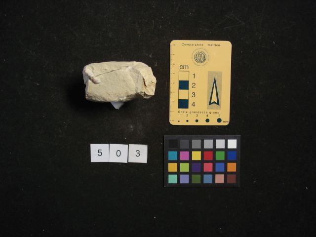 fossile (crostaceo, esemplare)