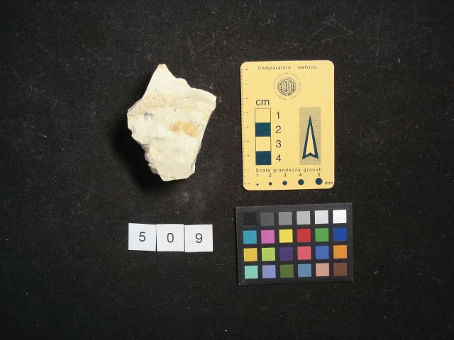 fossile (crostaceo, esemplare)