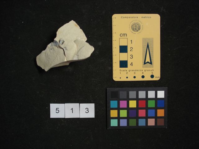 fossile (crostaceo, esemplare)