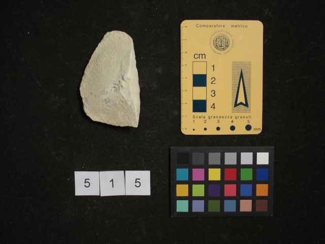 fossile (crostaceo, esemplare)