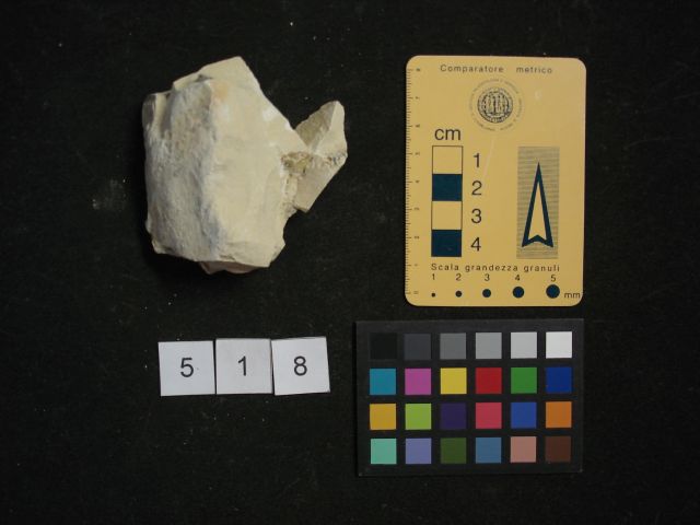 fossile (crostaceo, esemplare)