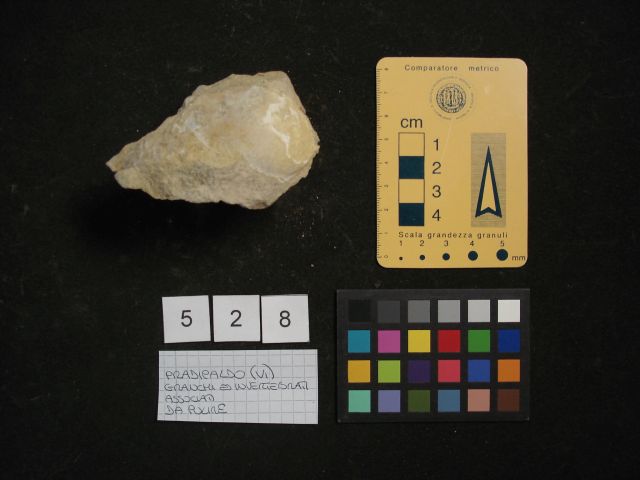 fossile (crostaceo, esemplare)