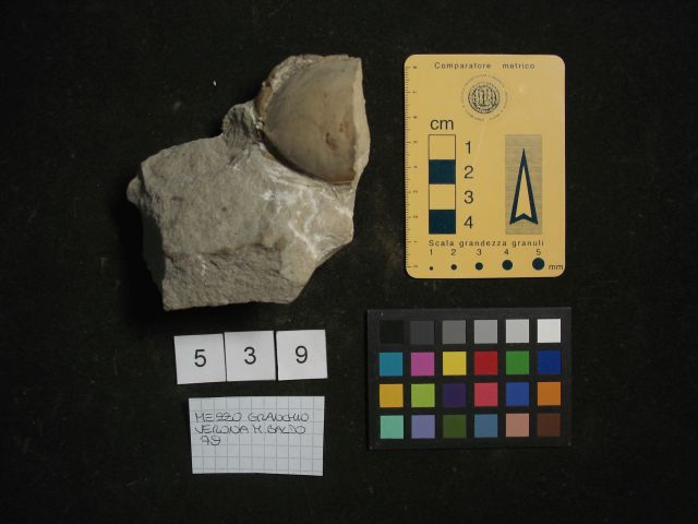 fossile (crostaceo, esemplare)