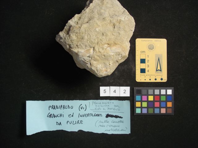 fossile (crostaceo, esemplare)