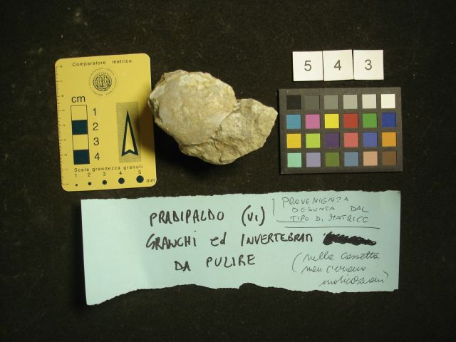 fossile (crostaceo, esemplare)