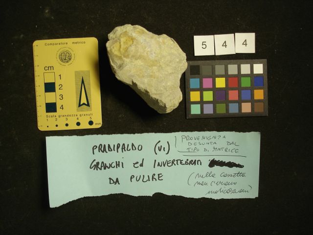 fossile (crostaceo, esemplare)