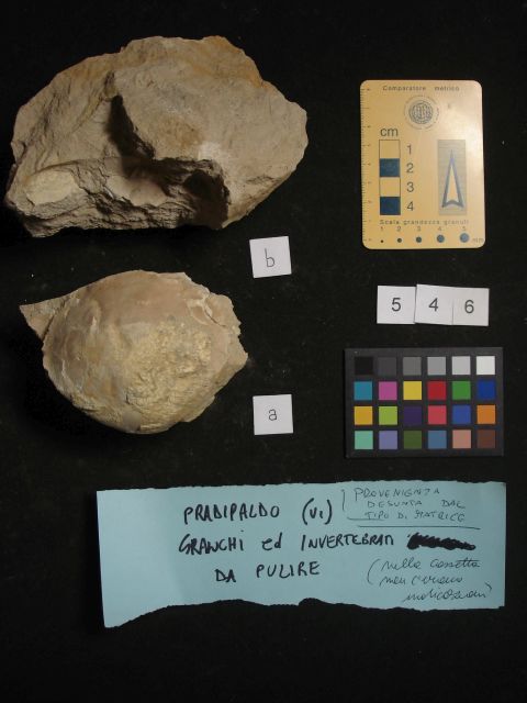 fossile (crostaceo, esemplare)