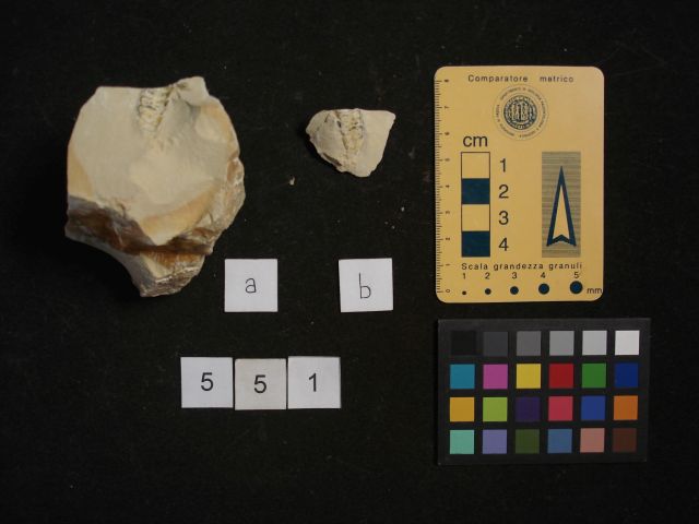 fossile (crostaceo, esemplare)