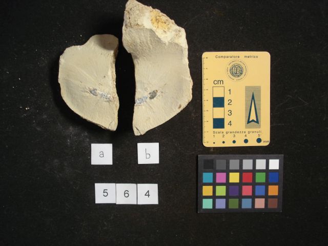 fossile (crostaceo, esemplare)