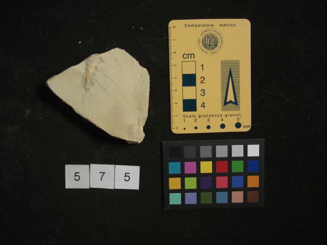 fossile (crostaceo, esemplare)