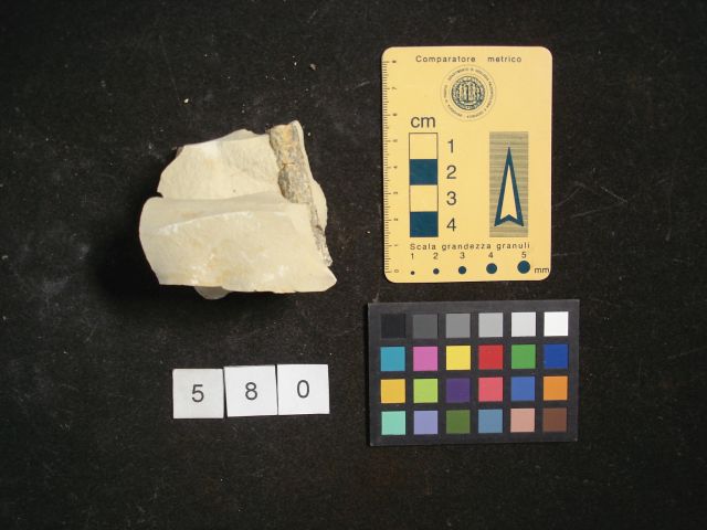 ichnofossile (esemplare)