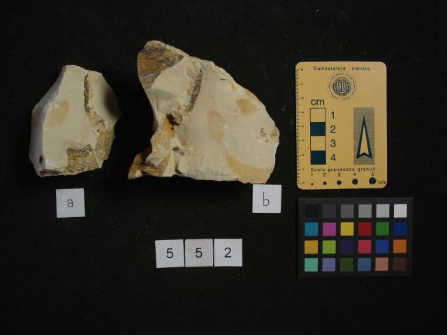 fossile (crostaceo, esemplare)