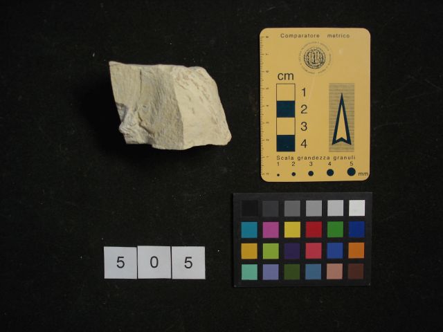 fossile (crostaceo, esemplare)