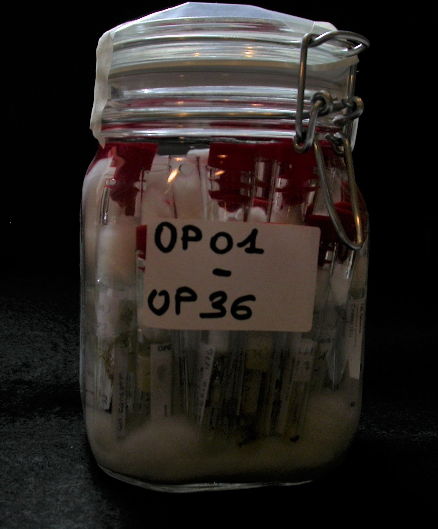 Opilione (esemplare)