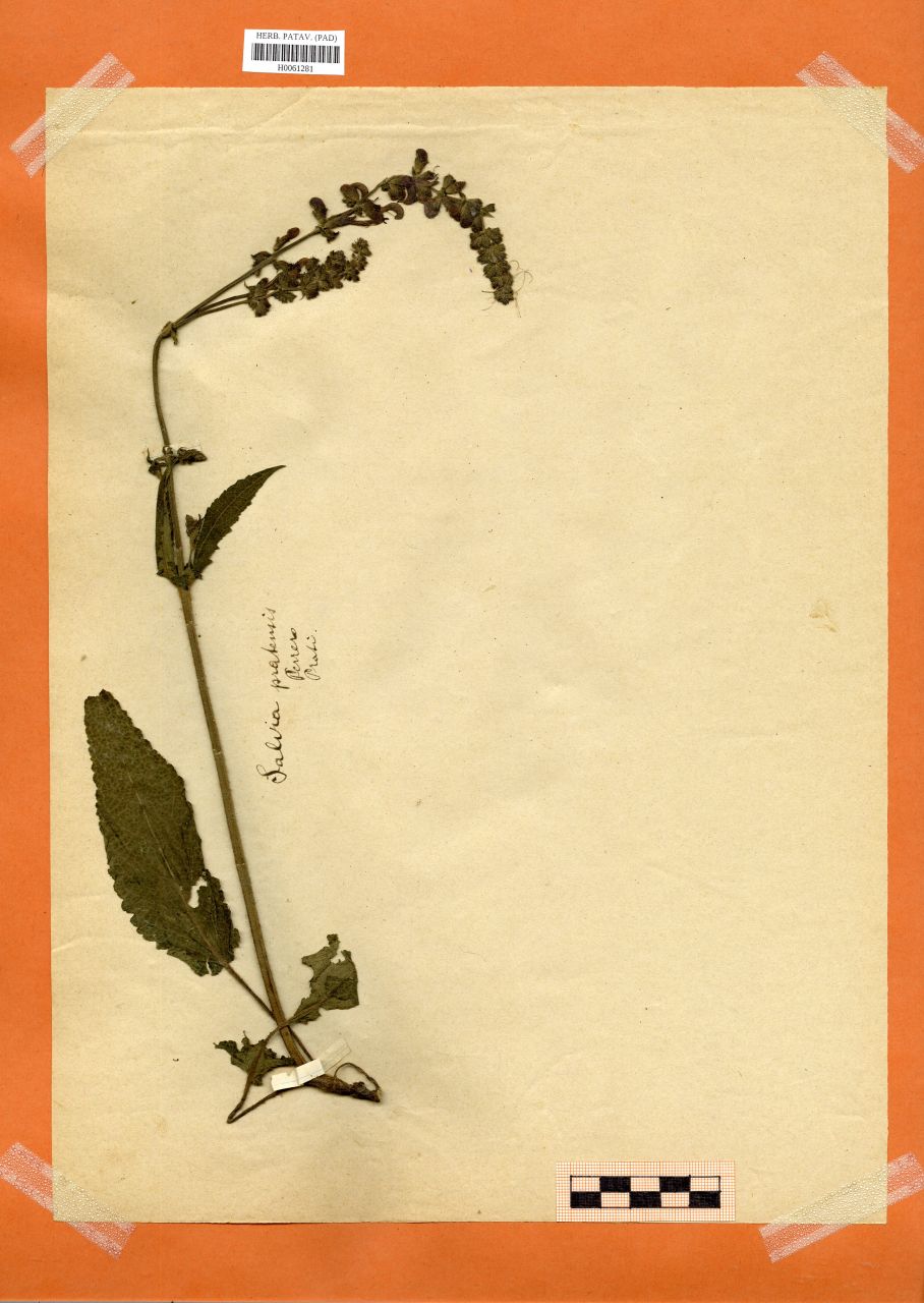 Salvia pratensis L - erbario, Erbario Rostan, Erbario Rostan