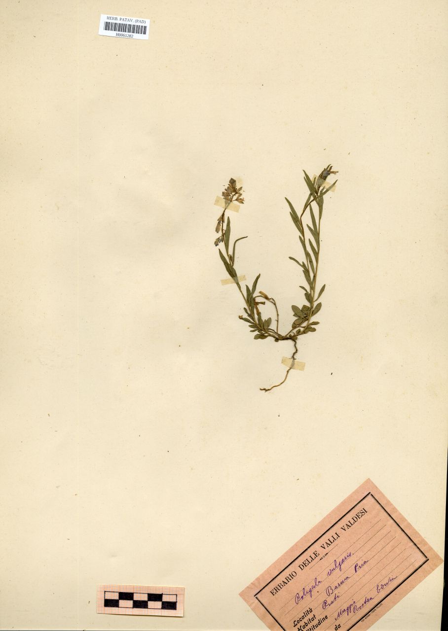 Polygala vulgaris L - erbario, Erbario Rostan, Erbario Rostan