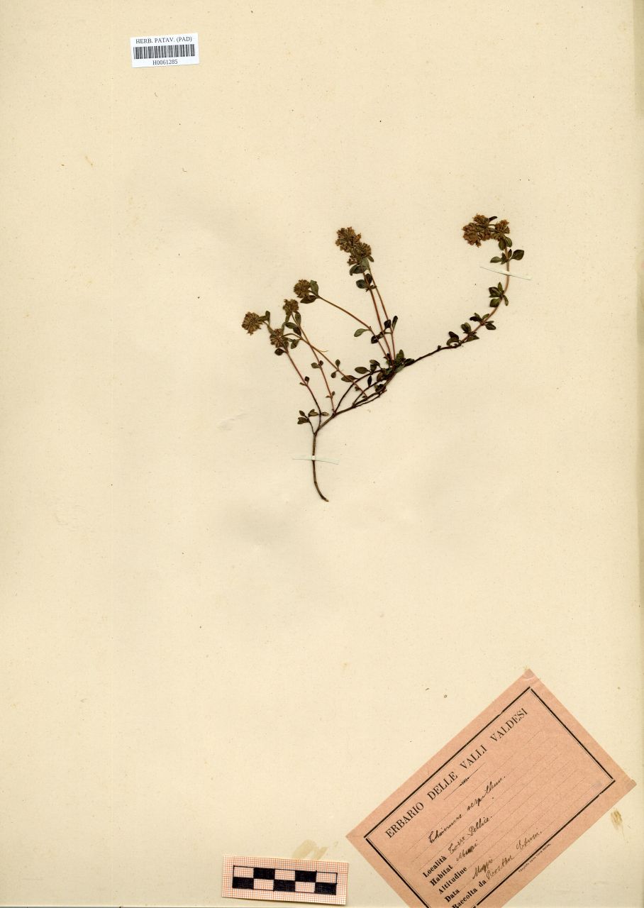 Thymus serpyllum L - erbario, Erbario Rostan, Erbario Rostan