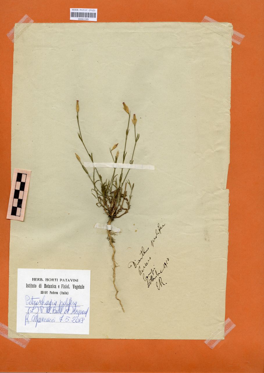Dianthus prolifer L - erbario, Erbario Rostan, Erbario Rostan (1910/09)