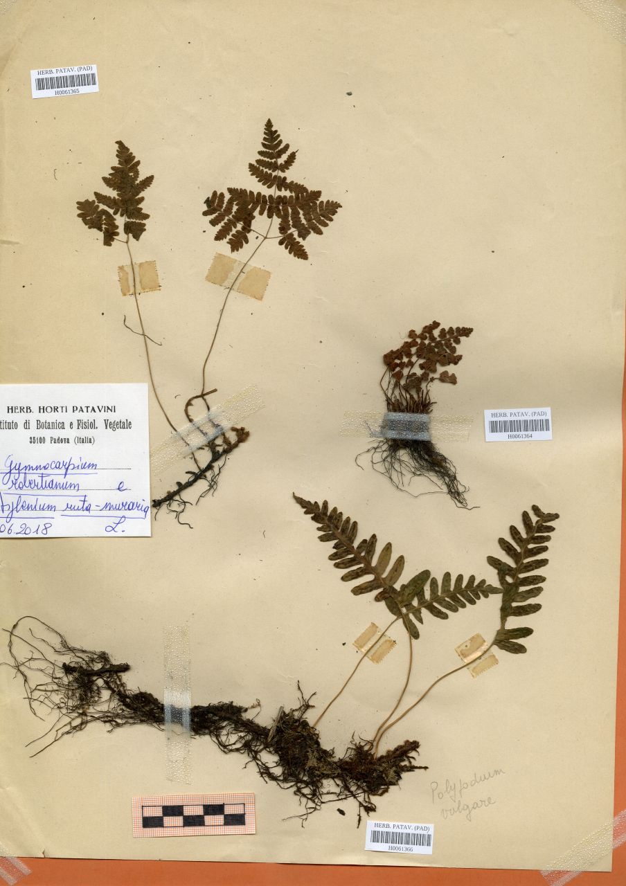 Gymnocarpium robertianum (Hoffm.)Newman - erbario, Erbario Rostan, Erbario Rostan