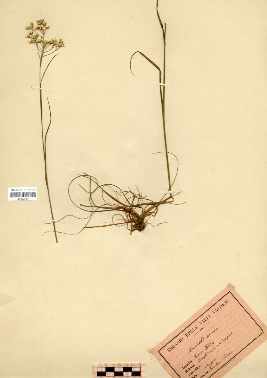 Luzula nivea (Nathh.)DC - erbario, Erbario Rostan, Erbario Rostan