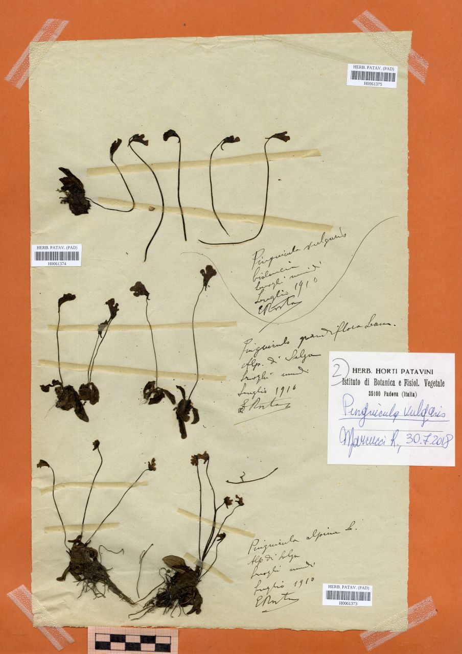 Pinguicula grandiflora Lam - erbario, Erbario Rostan, Erbario Rostan (1910/07)